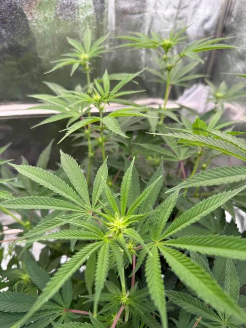 Rainbow Guava #5 x TMZ. Week 12