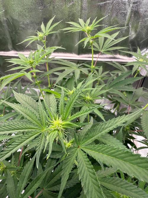 Rainbow Guava #5 x TMZ. Week 12