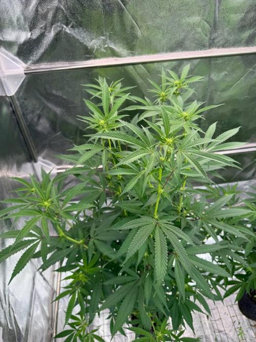 Rainbow Guava #5 x TMZ. Week 12