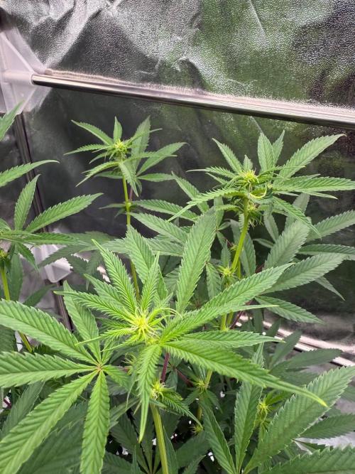 Rainbow Guava #5 x TMZ. Week 12