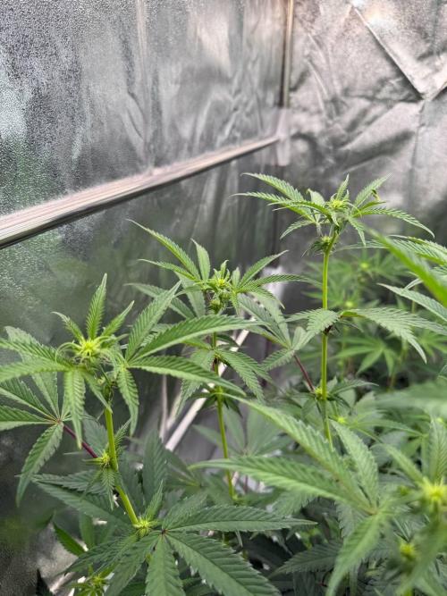 Rainbow Guava #5 x TMZ. Week 12