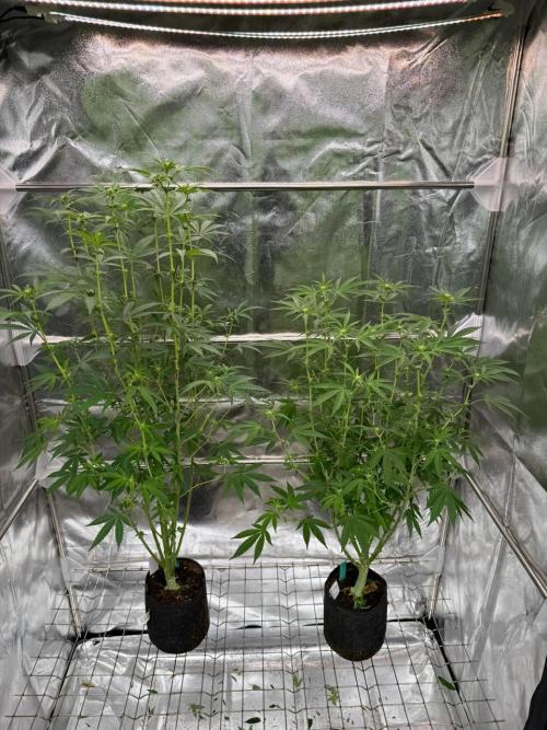 Rainbow Guava #5 x TMZ. Week 12