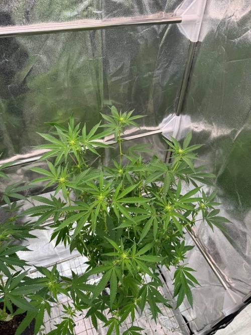 Rainbow Guava #5 x TMZ. Week 12