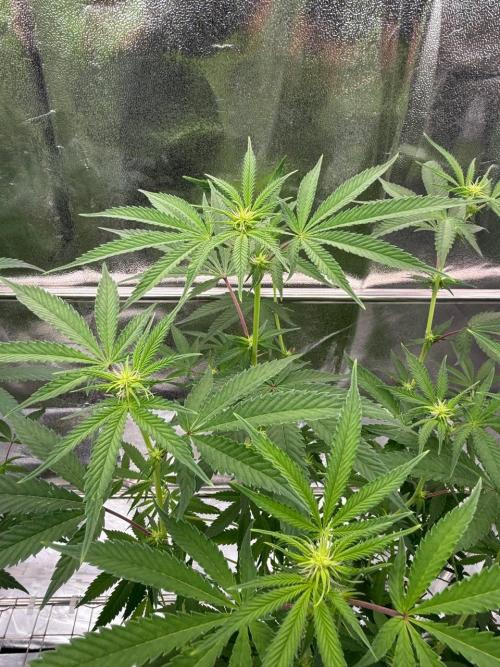 Rainbow Guava #5 x TMZ. Week 12