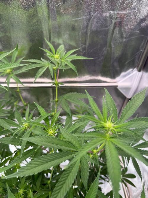 Rainbow Guava #5 x TMZ. Week 12