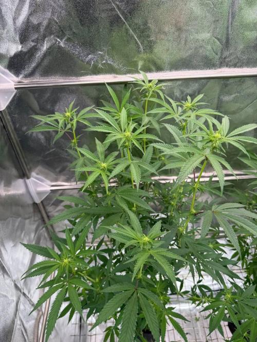 Rainbow Guava #5 x TMZ. Week 12