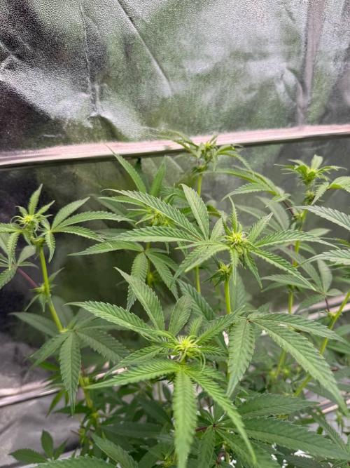 Rainbow Guava #5 x TMZ. Week 12