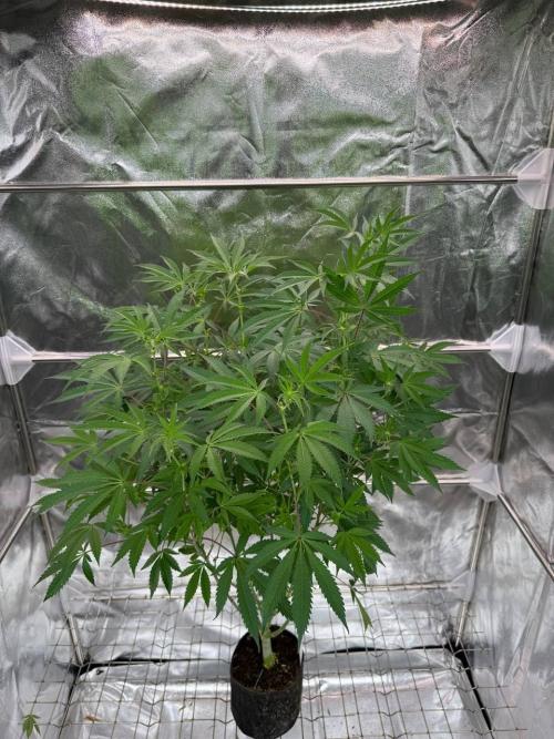 Slime'z REG. Week 12