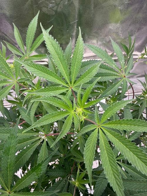 Slime'z REG. Week 12