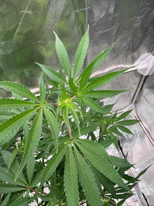 Slime'z REG. Week 12