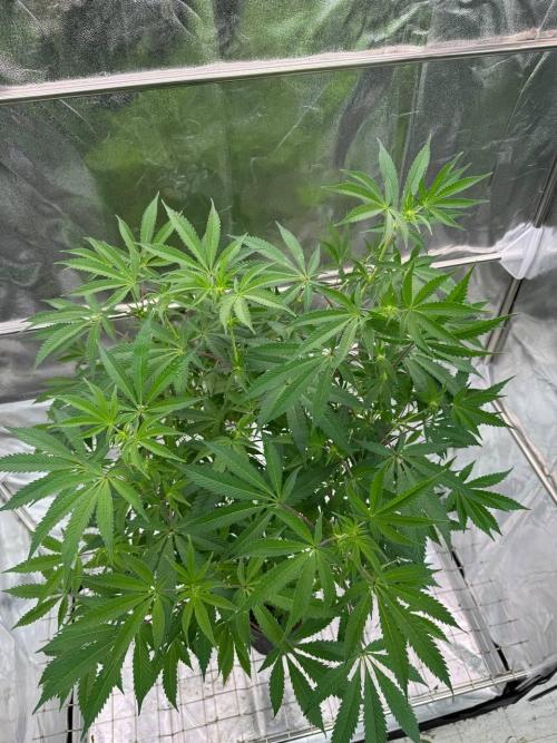 Slime'z REG. Week 12