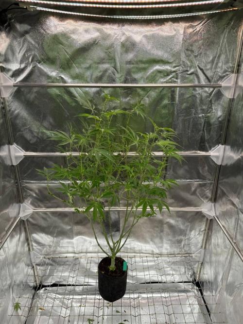 Slime'z REG. Week 12