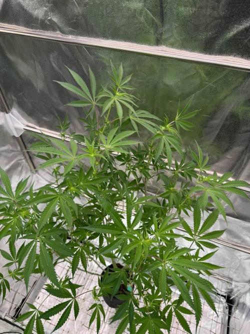 Slime'z REG. Week 12