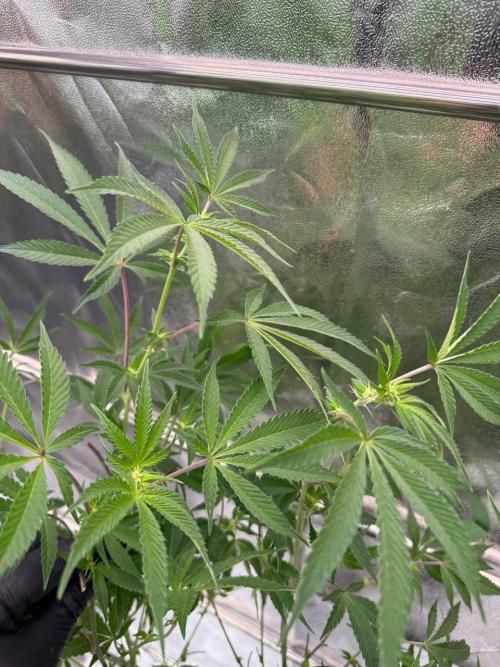 Slime'z REG. Week 12