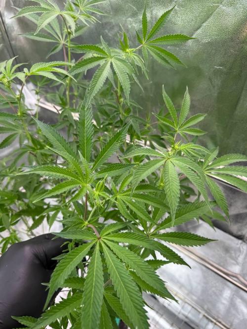 Slime'z REG. Week 12