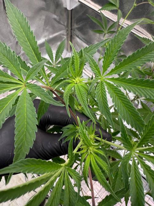 Slime'z REG. Week 12