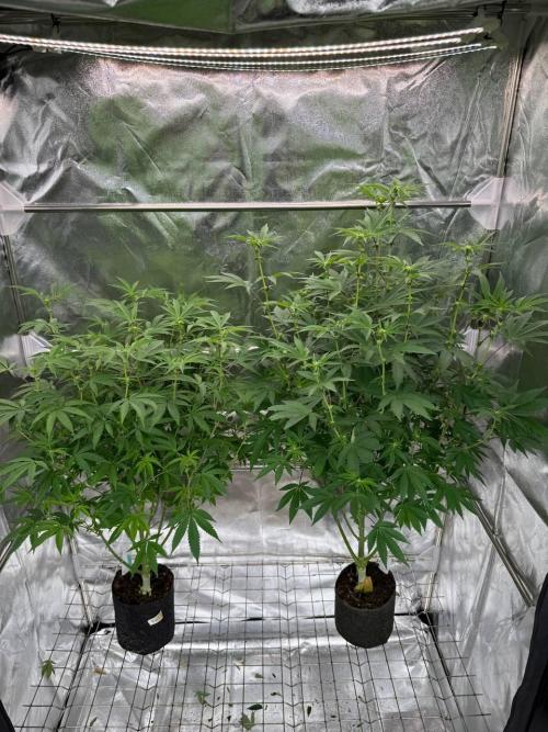 Key Lime Guava REG. Week 12