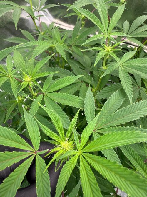 Key Lime Guava REG. Week 12