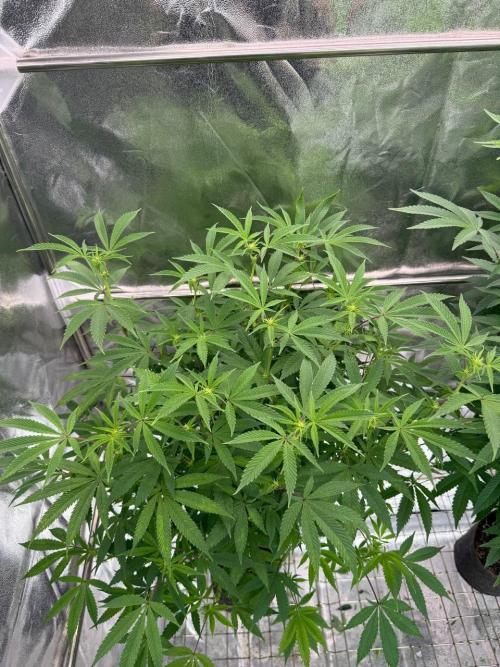 Key Lime Guava REG. Week 12