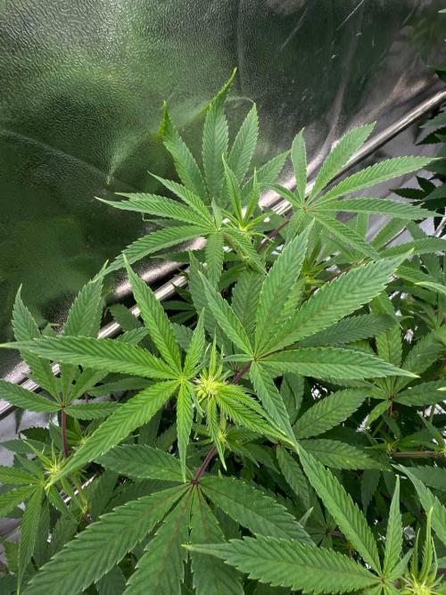 Key Lime Guava REG. Week 12