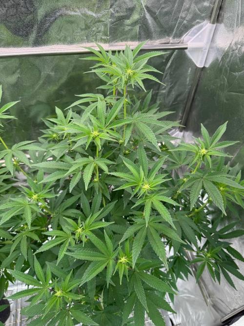 Key Lime Guava REG. Week 12