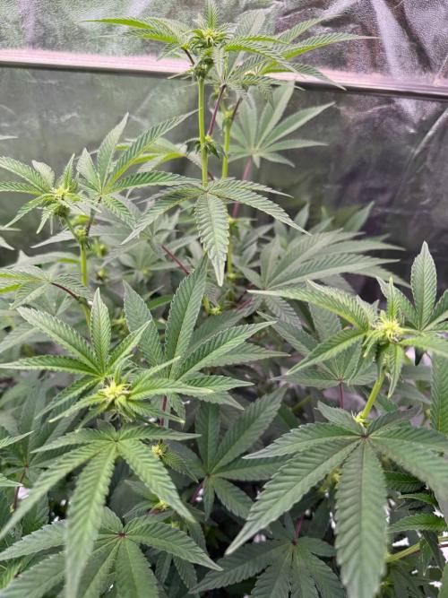 Key Lime Guava REG. Week 12