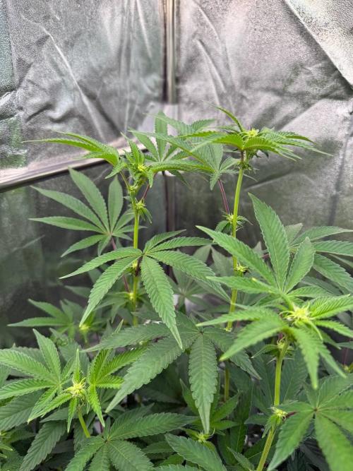 Key Lime Guava REG. Week 12