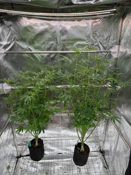 Key Lime Guava REG. Week 12