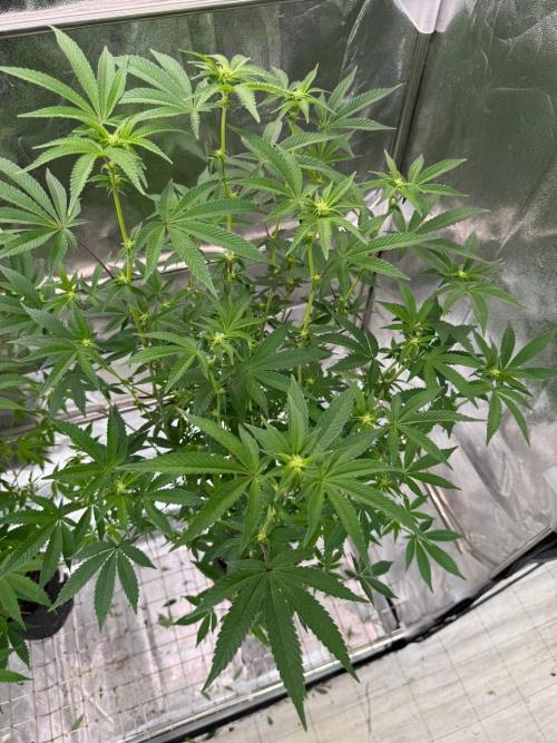 Key Lime Guava REG. Week 12