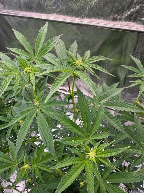 Key Lime Guava REG. Week 12