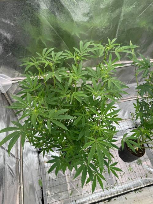 Key Lime Guava REG. Week 12