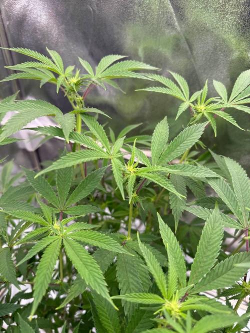 Key Lime Guava REG. Week 12