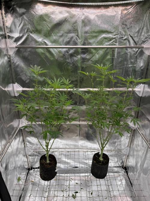 Rainbow Push Pop REG. Week 12