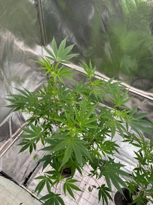 Rainbow Push Pop REG. Week 12