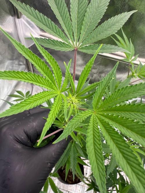 Rainbow Push Pop REG. Week 12