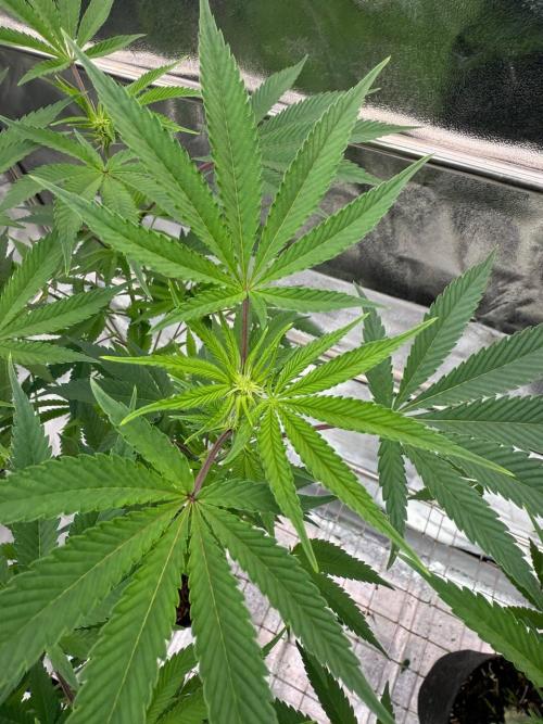 Rainbow Push Pop REG. Week 12