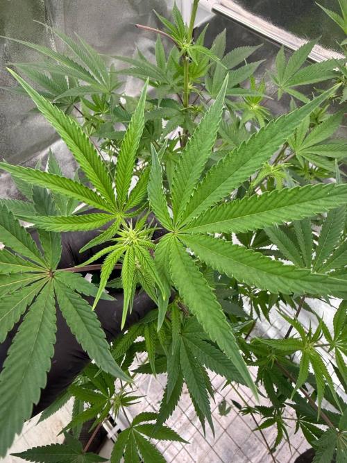 Rainbow Push Pop REG. Week 12