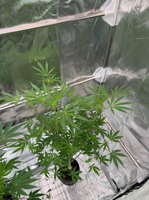 Rainbow Push Pop REG. Week 12