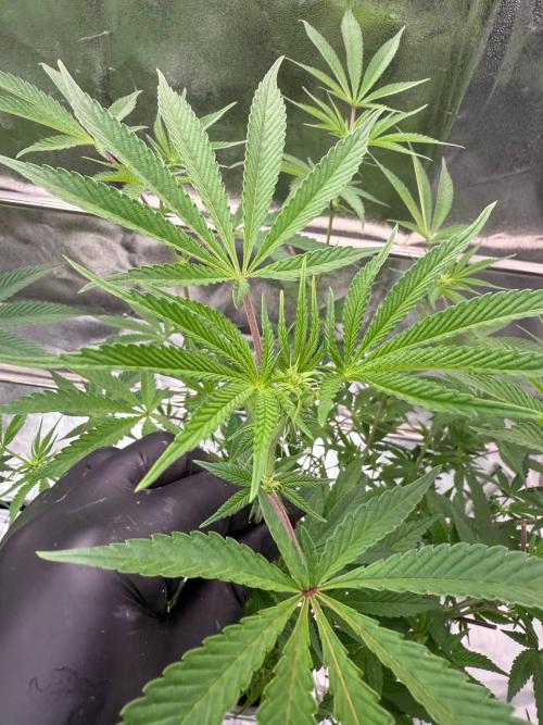 Rainbow Push Pop REG. Week 12