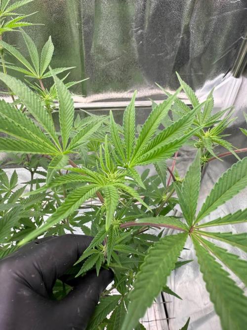 Rainbow Push Pop REG. Week 12