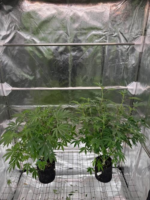 Peanut Butter Lime REG. Week 12