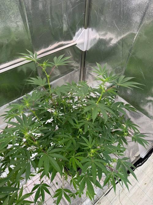 Peanut Butter Lime REG. Week 12