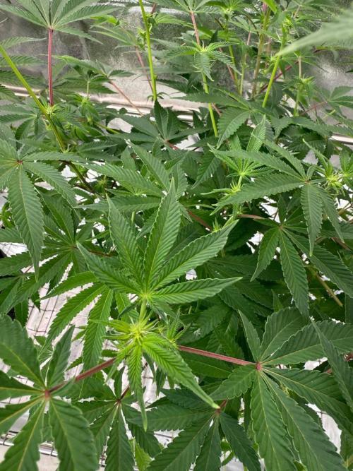 Peanut Butter Lime REG. Week 12