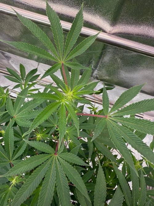 Peanut Butter Lime REG. Week 12