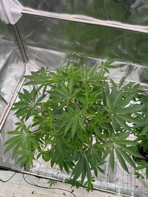 Peanut Butter Lime REG. Week 12