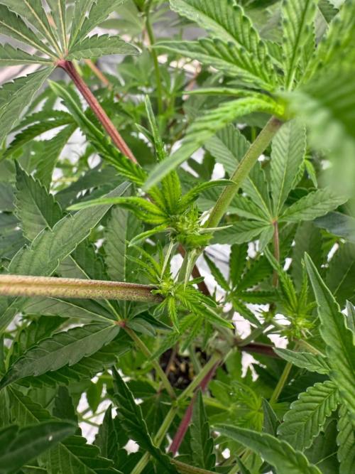 Peanut Butter Lime REG. Week 12