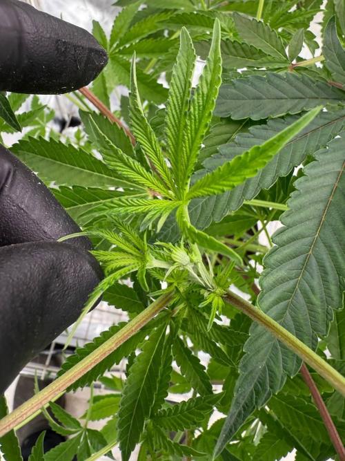 Peanut Butter Lime REG. Week 12