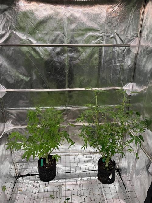 Peanut Butter Lime REG. Week 12