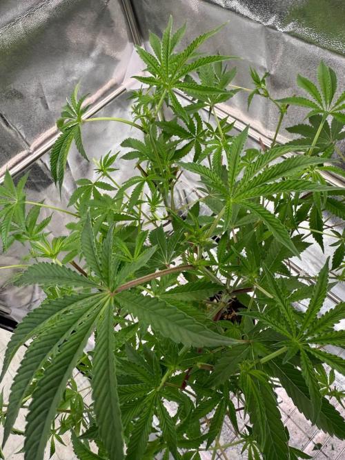 Peanut Butter Lime REG. Week 12