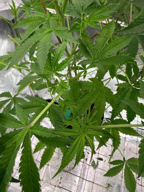 Peanut Butter Lime REG. Week 12